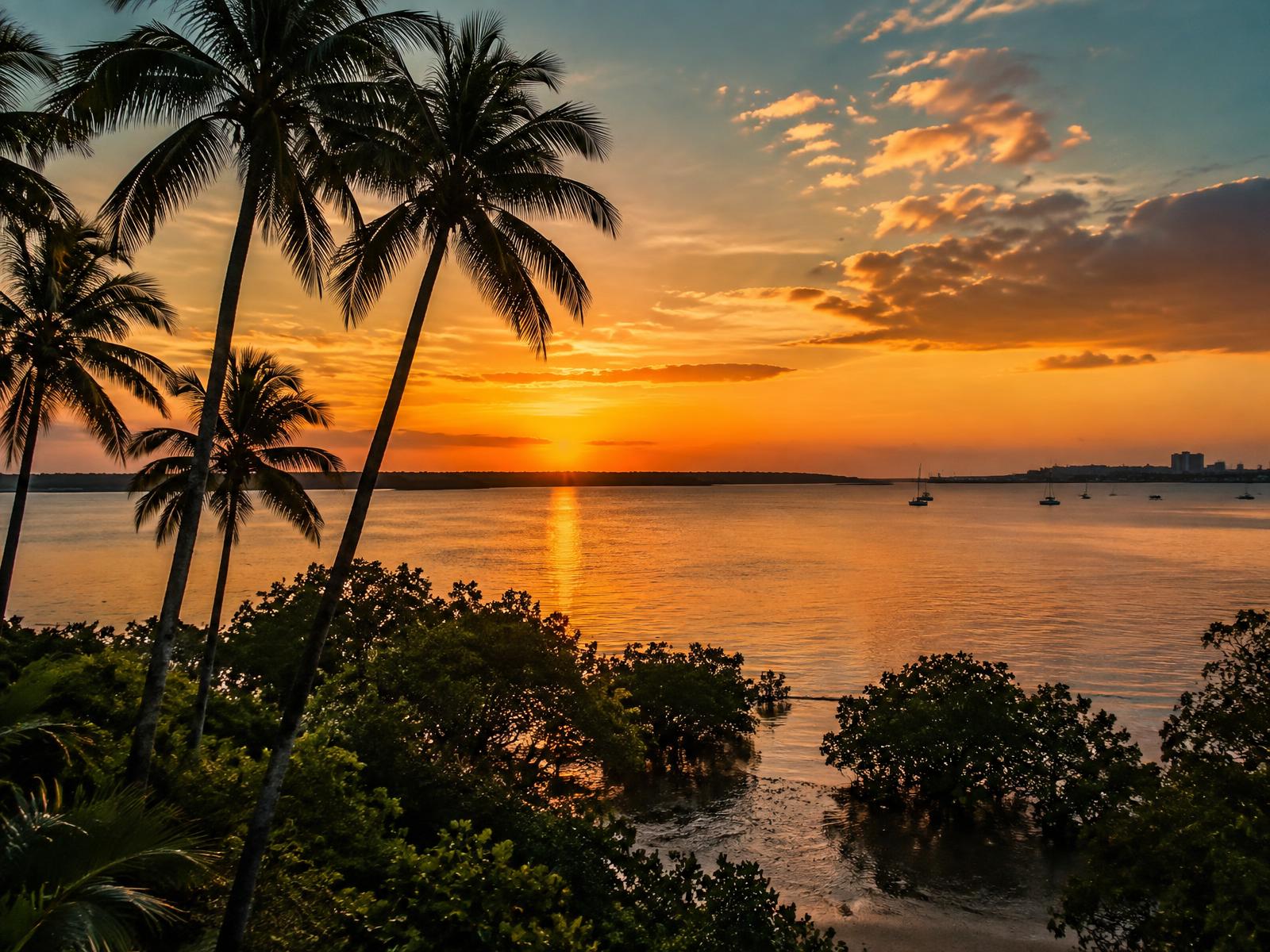 Sunset over Darwin Harbour, framed by palms and mangroves